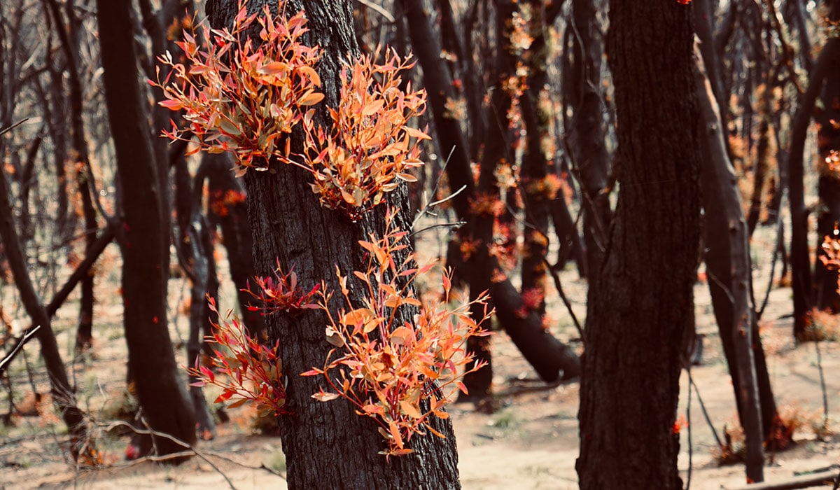 Bushfire Tree