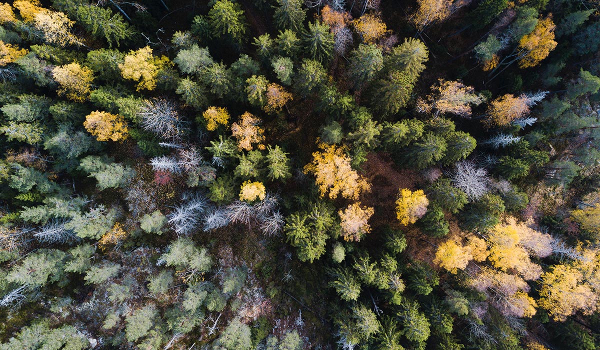 Overhead image of forest